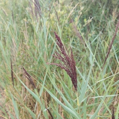 Phragmites australis australis