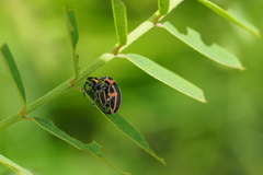 Eudiagogus
