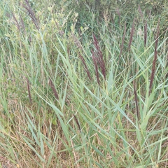Phragmites australis australis