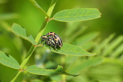 Eudiagogus