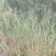 Phragmites australis australis