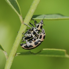 Eudiagogus