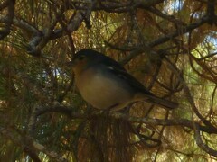 Fringilla coelebs palmae