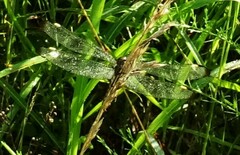 Libellula cyanea