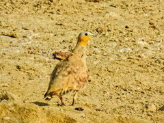 Pterocles senegallus