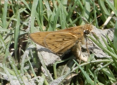 Hylephila phyleus