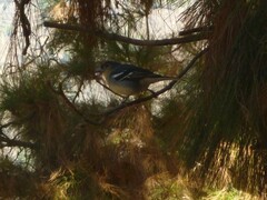 Fringilla coelebs palmae
