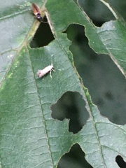 Cameraria ohridella