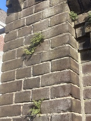 Asplenium ruta-muraria