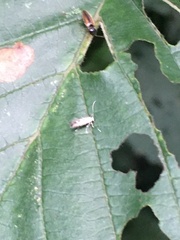 Cameraria ohridella