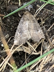 Mesapamea fractilinea