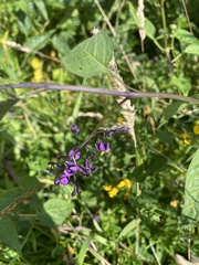 Solanum dulcamara