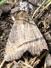 Mesapamea fractilinea