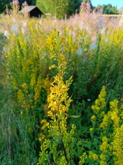 Solidago × niederederi