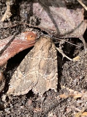 Mesapamea fractilinea