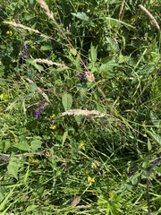 Solanum dulcamara