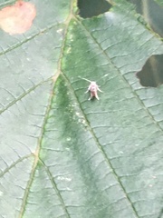 Cameraria ohridella