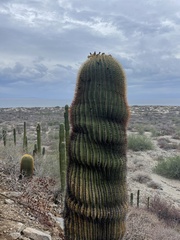 Ferocactus diguetii diguetii
