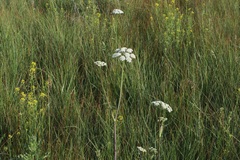 Conioselinum scopulorum