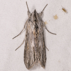 Cucullia laetifica