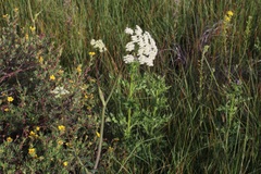 Conioselinum scopulorum