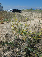 Linaria genistifolia