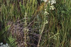 Conioselinum scopulorum