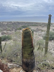 Ferocactus diguetii diguetii