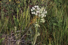 Conioselinum scopulorum