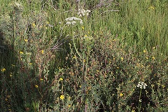 Conioselinum scopulorum