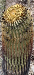 Ferocactus diguetii diguetii