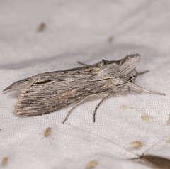 Cucullia laetifica