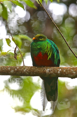 Pharomachrus fulgidus