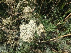 Achillea nobilis