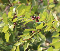Bridelia cathartica