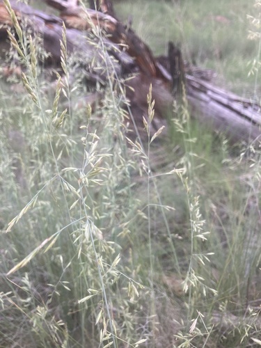 Festuca arizonica iNat (2)