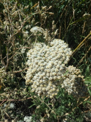 Achillea nobilis