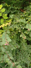 Symphoricarpos