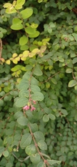Symphoricarpos