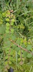 Symphoricarpos