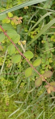 Symphoricarpos