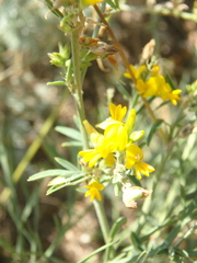 Medicago falcata
