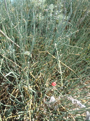 Ephedra distachya