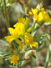 Medicago falcata