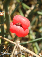 Ephedra distachya
