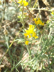 Medicago falcata