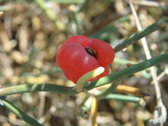Ephedra distachya