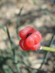 Ephedra distachya