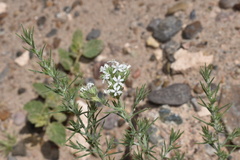 Ipomopsis wrightii
