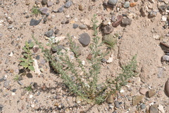 Ipomopsis wrightii
